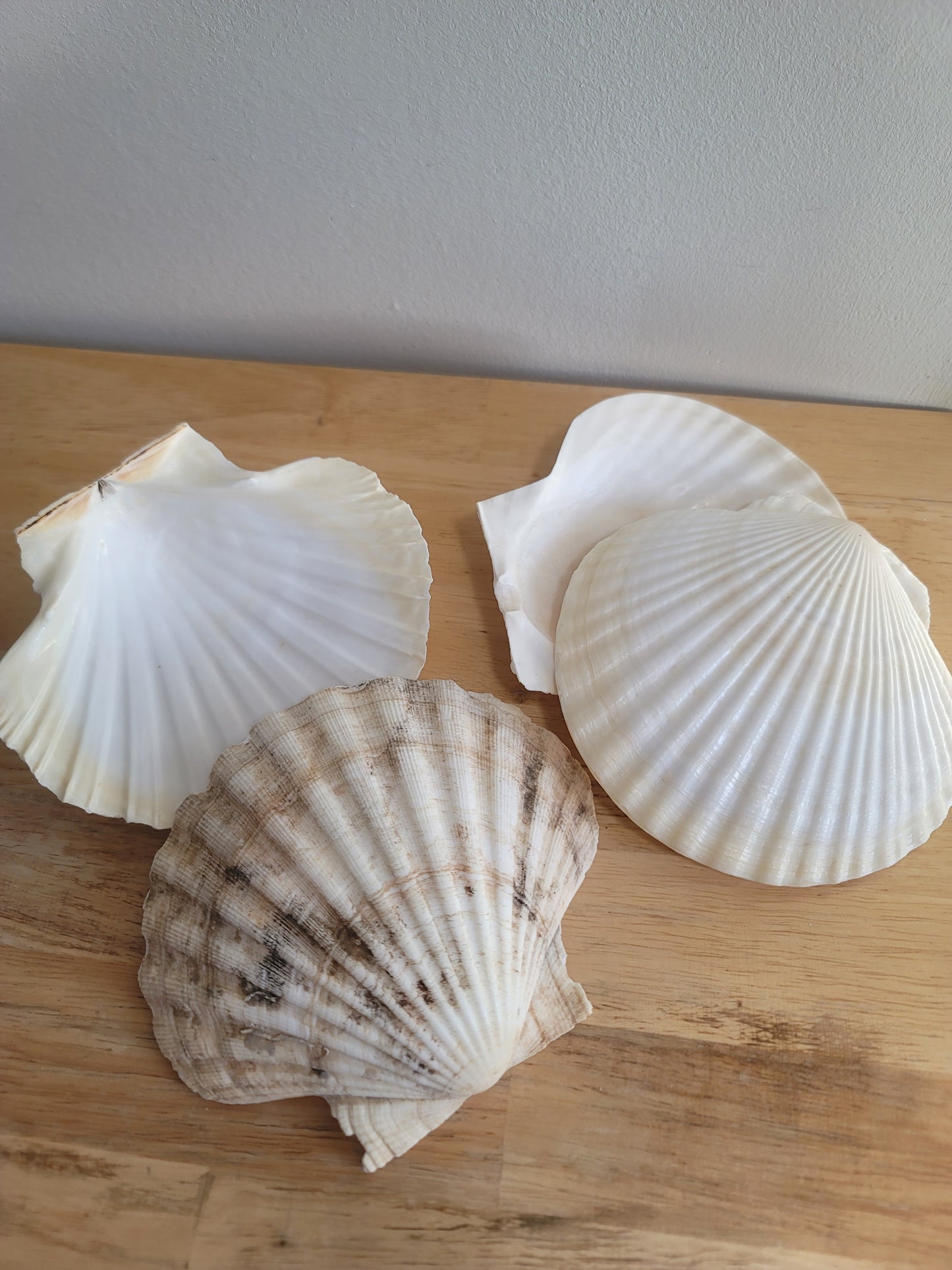 Clamshell Collection